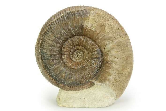 Jurassic Ammonite (Stephanoceras) Fossil - England #351343